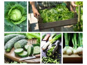 Restaurant - Fra gård til gaffel: Bæredygtige restauranter, der transformerer fødevareindustrien