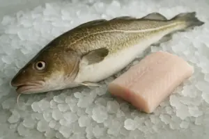 Hel frisk torsk på is med et udskåret stykke filet ved siden af