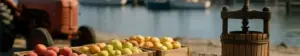 Kasser med forskellige æblesorter, en mostpresse og flasker med most på en havn en efterårsdag